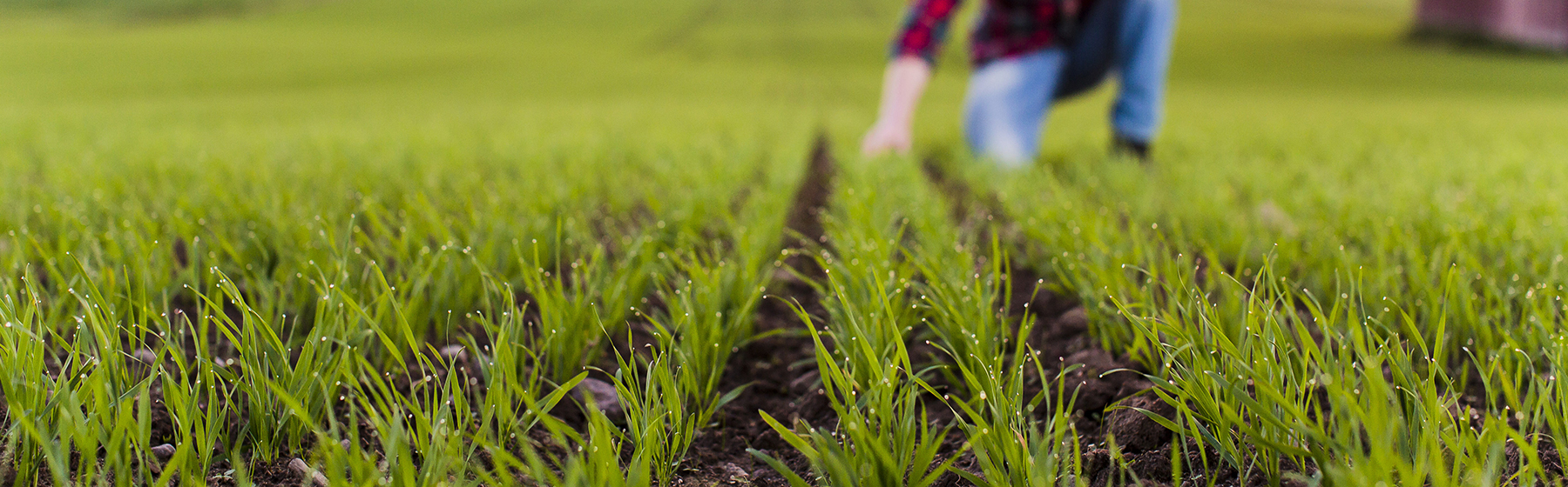 Emergence in field