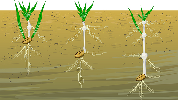 Drilling depth for different species